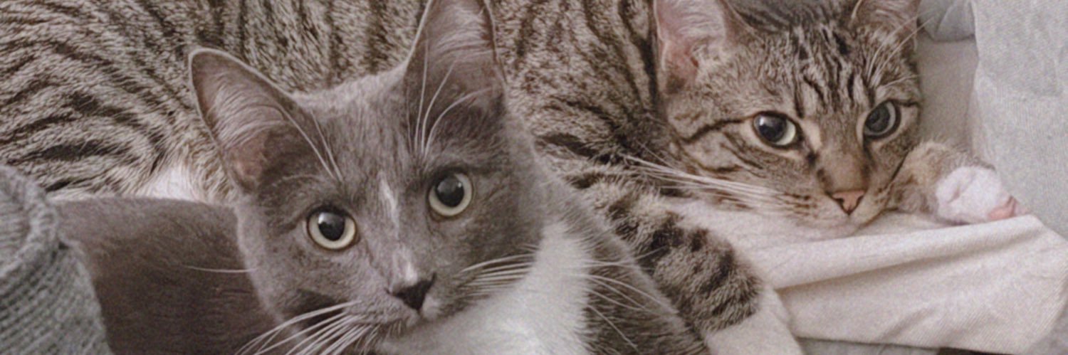 shortRAEge's profile banner image