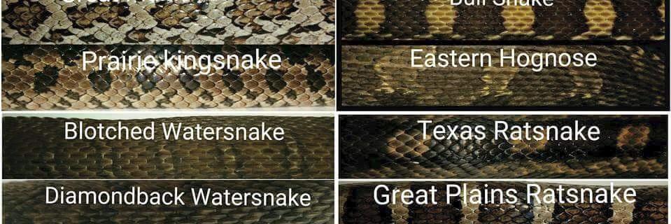 American Exotics banner