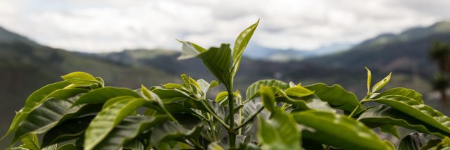cafeoteca_do_br's profile banner image