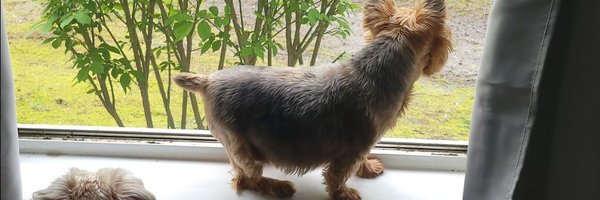 tryinsmilin Profile Banner