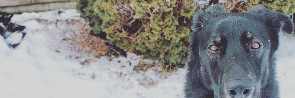MYPETCODE's profile banner image