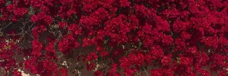 Msfernandes97's profile banner image