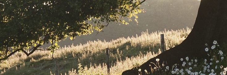 alasoify's profile banner image