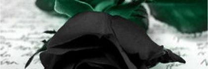 Maple_BW_Dream's profile banner image