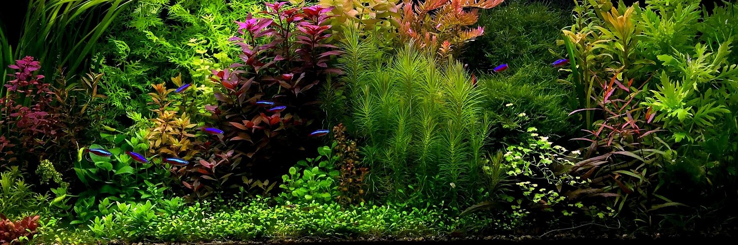 Aquathrive's profile banner image