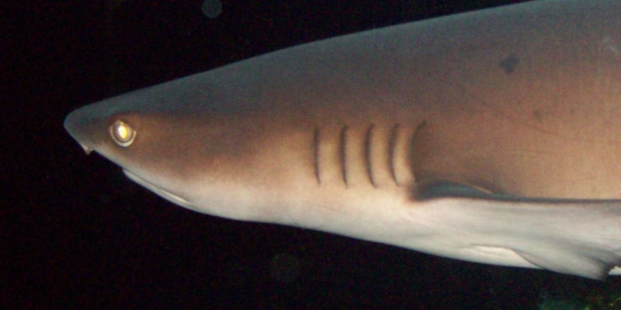 SharkYear's profile banner image