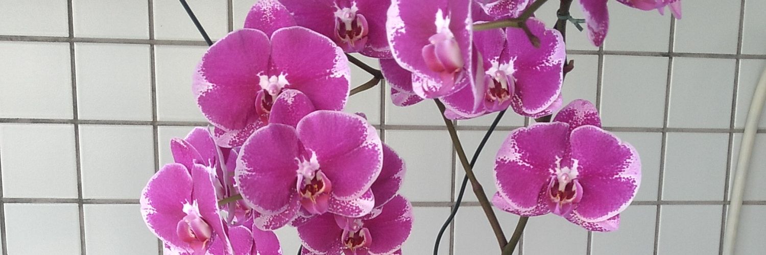 Carlafehl's profile banner image