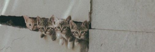 Meow banner