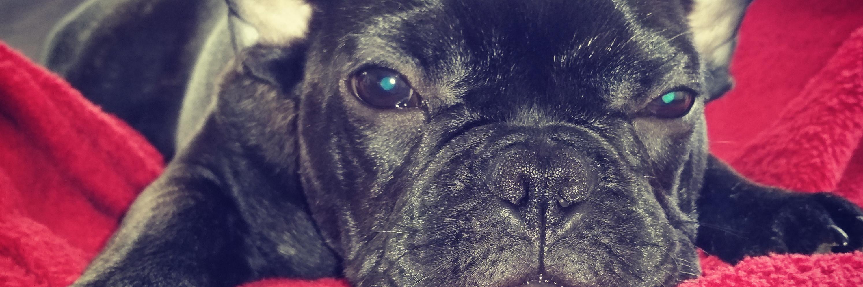 OvBTheFrenchie's profile banner image