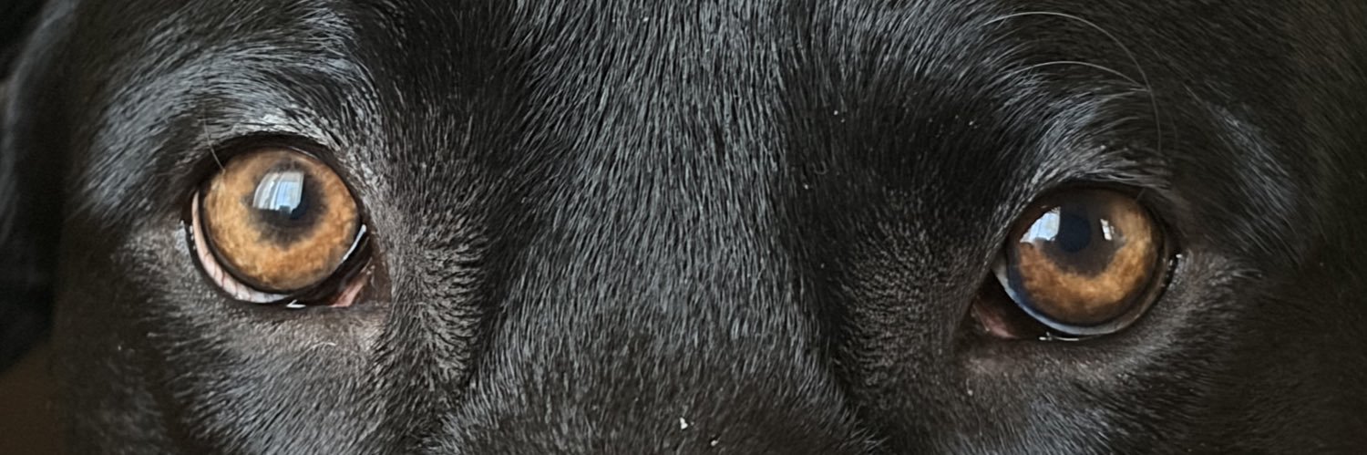 lil_transpapi's profile banner image