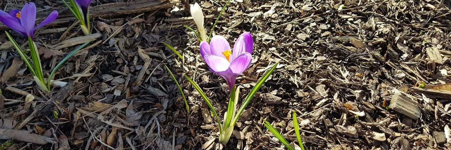 Laura Meriluoto banner