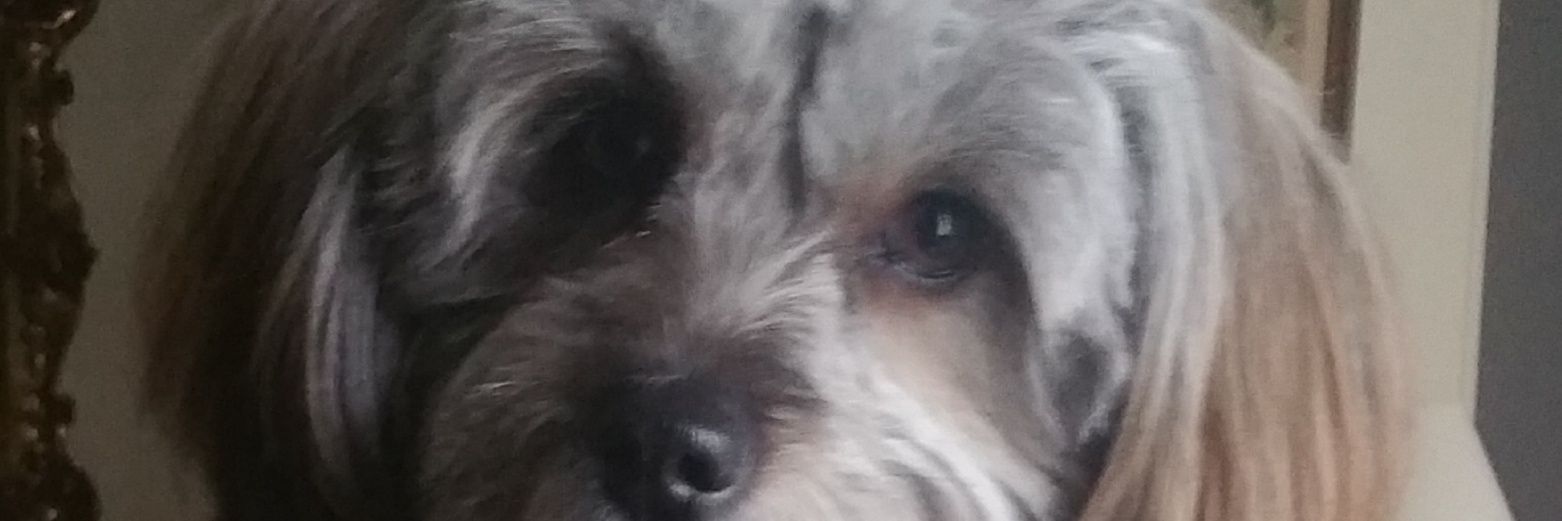 TChanelleN's profile banner image