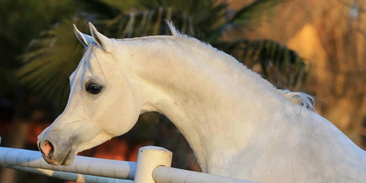 Alwasm_stud's profile banner image