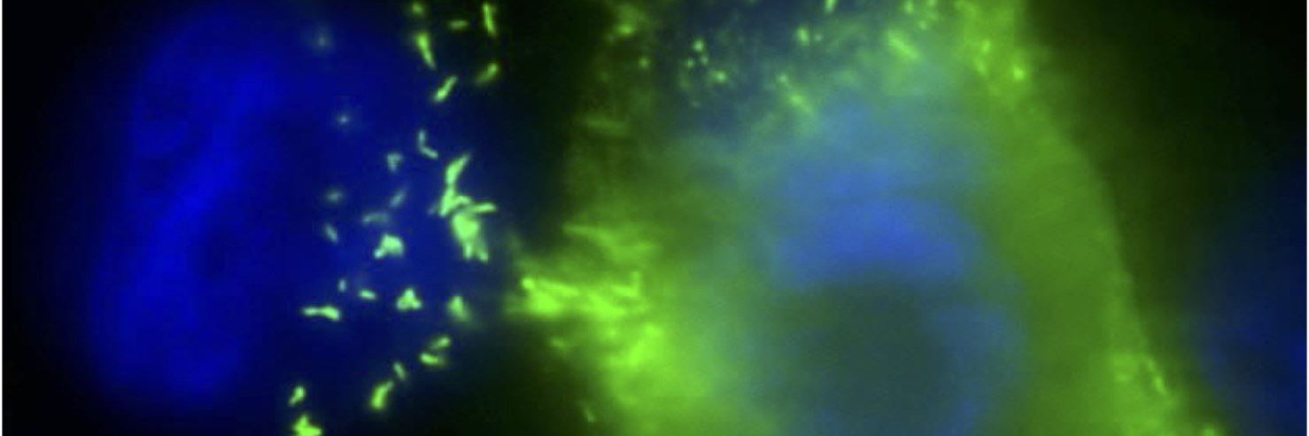 Professor Peter Delputte banner