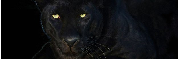 Seren_Says's profile banner image
