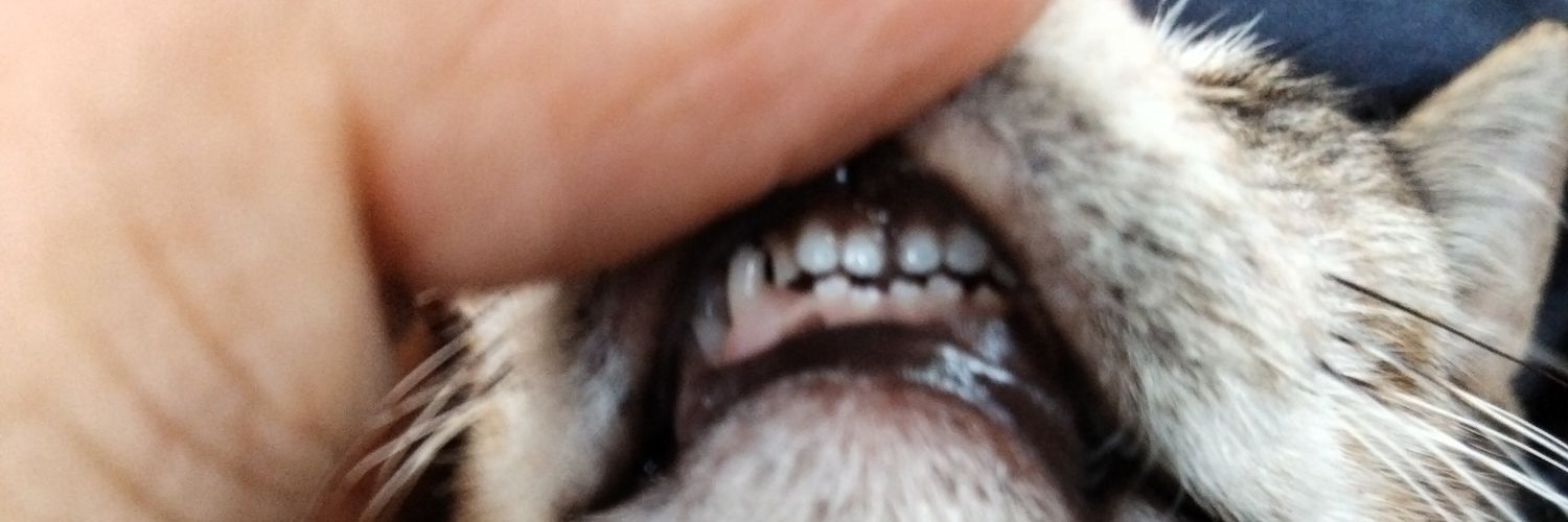 Mamoniks's profile banner image