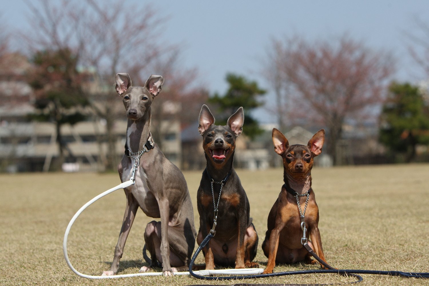 おいしいたたお（土属性） banner