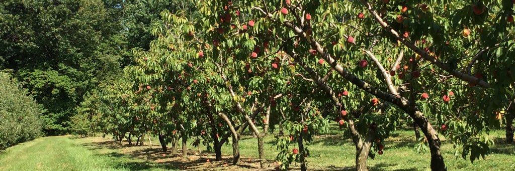 TheAppleCastle's profile banner image