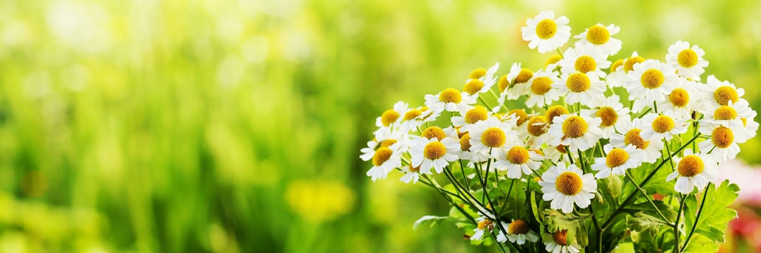 chelyace's profile banner image