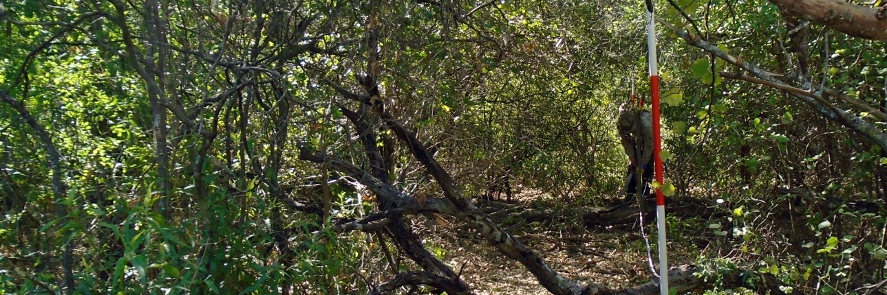 Laura Martín Collado banner