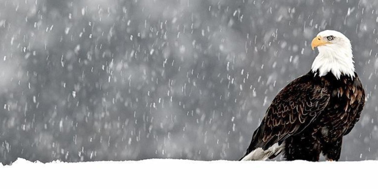 ZellEagle banner