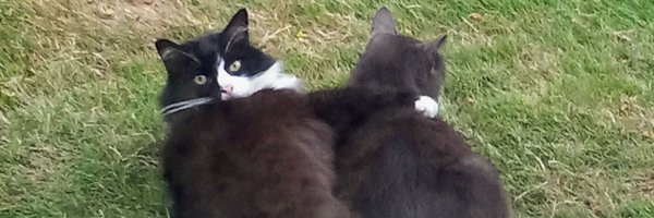 Springfld_Shady Profile Banner