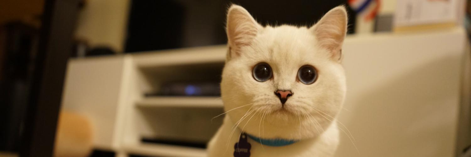 Mr.White Coffee Cat banner