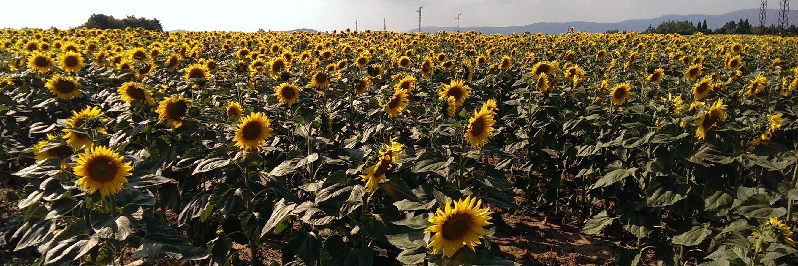 GrowplantsOrg's profile banner image
