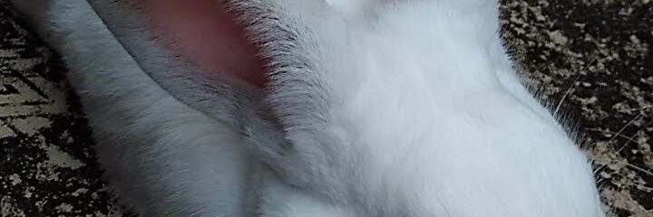 Colton banner
