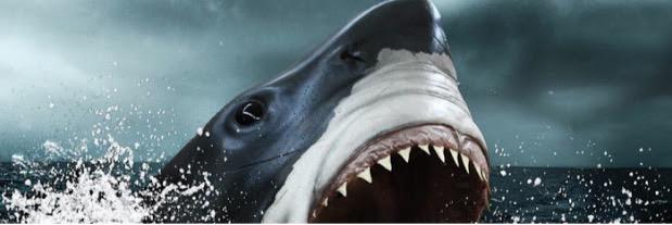 Sharks IHC Tasmania banner