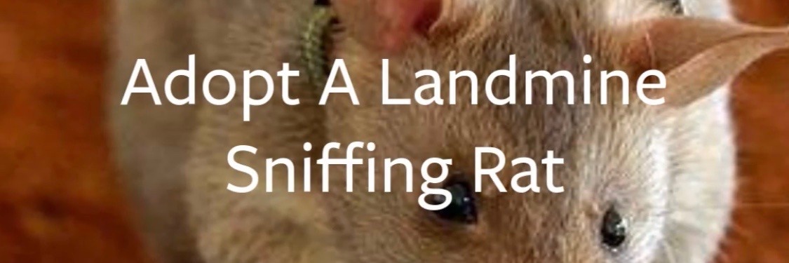 Gamprdog's profile banner image