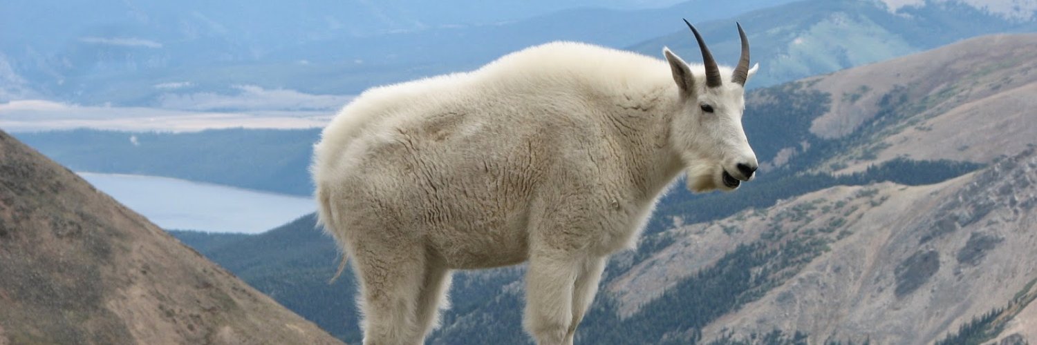 Albert Nonymous banner