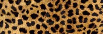 torinicolee2012's profile banner image