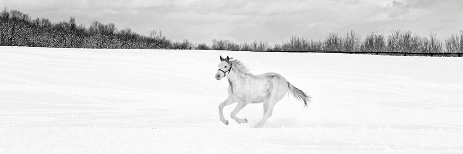 HCP_Stables's profile banner image