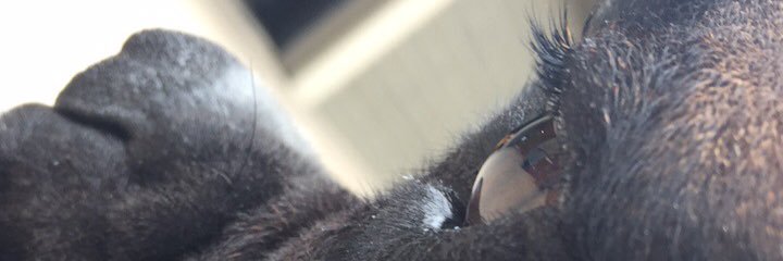 littlelemons02's profile banner image