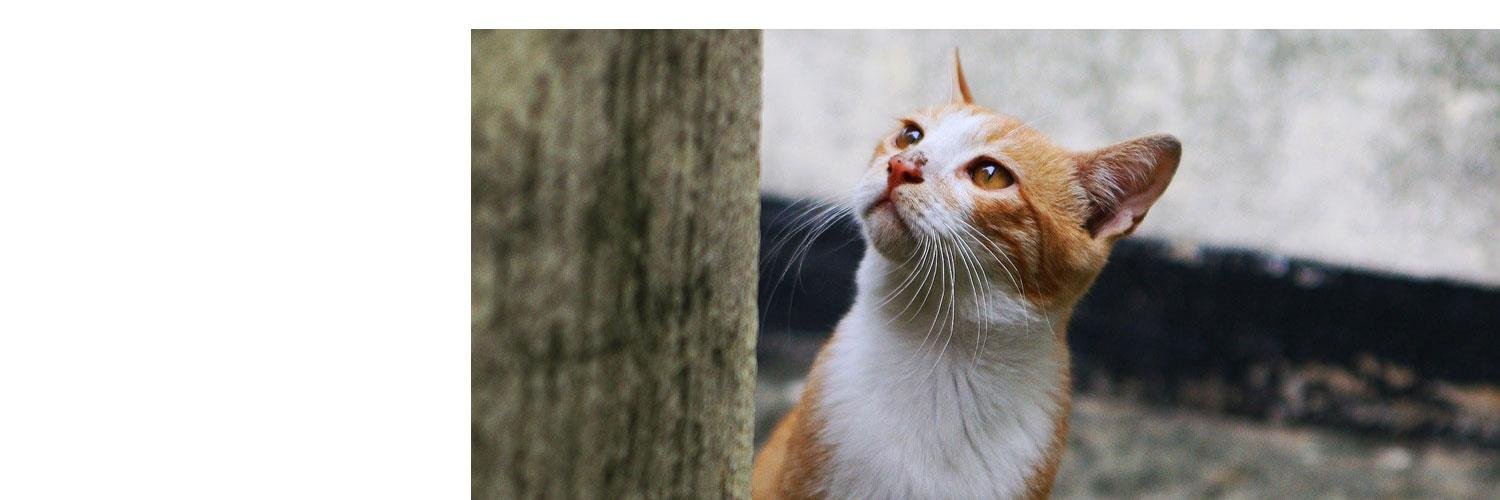 한국고양이보호협회 banner