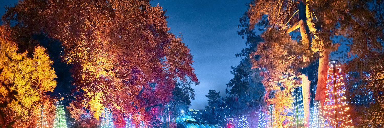 Sandra Lane banner