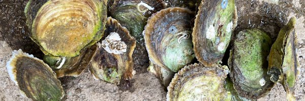 beatnim Profile Banner