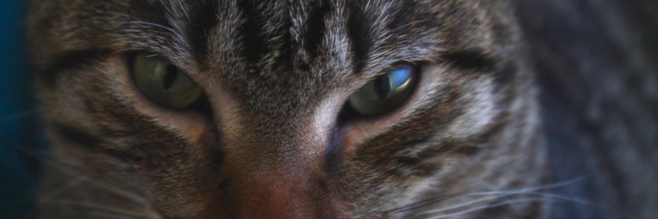 Mr_Espuma's profile banner image