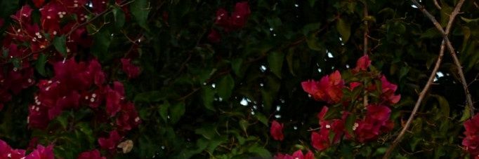amagoncar's profile banner image
