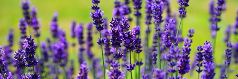 Elena Vaciago banner