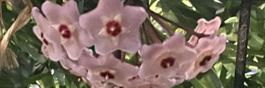 Nev_el_er's profile banner image