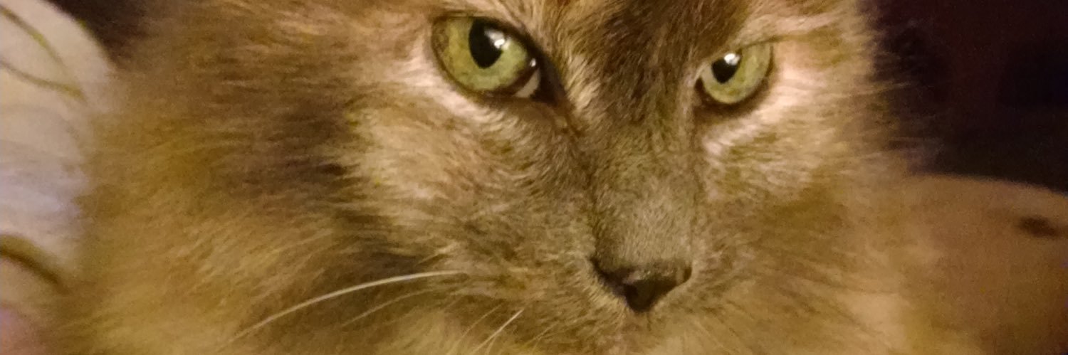 tigernwolf24's profile banner image
