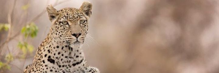 dharanidanger's profile banner image