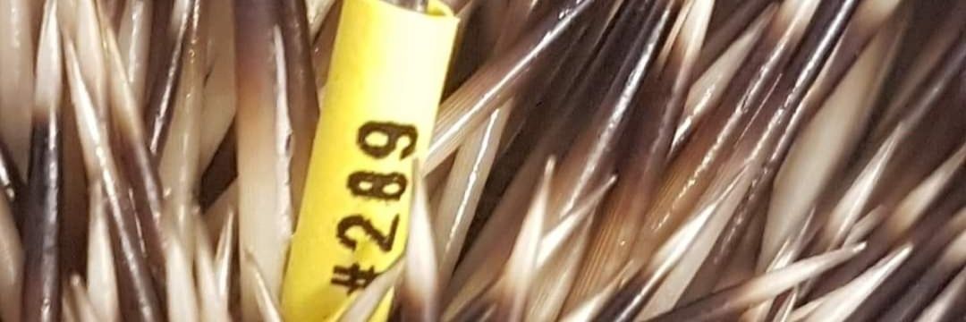 The Happy Hedgehog Rescue banner