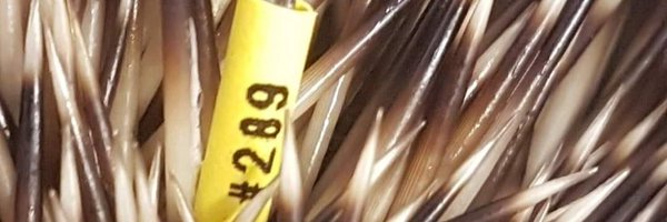 HappyHedgehog3 Profile Banner