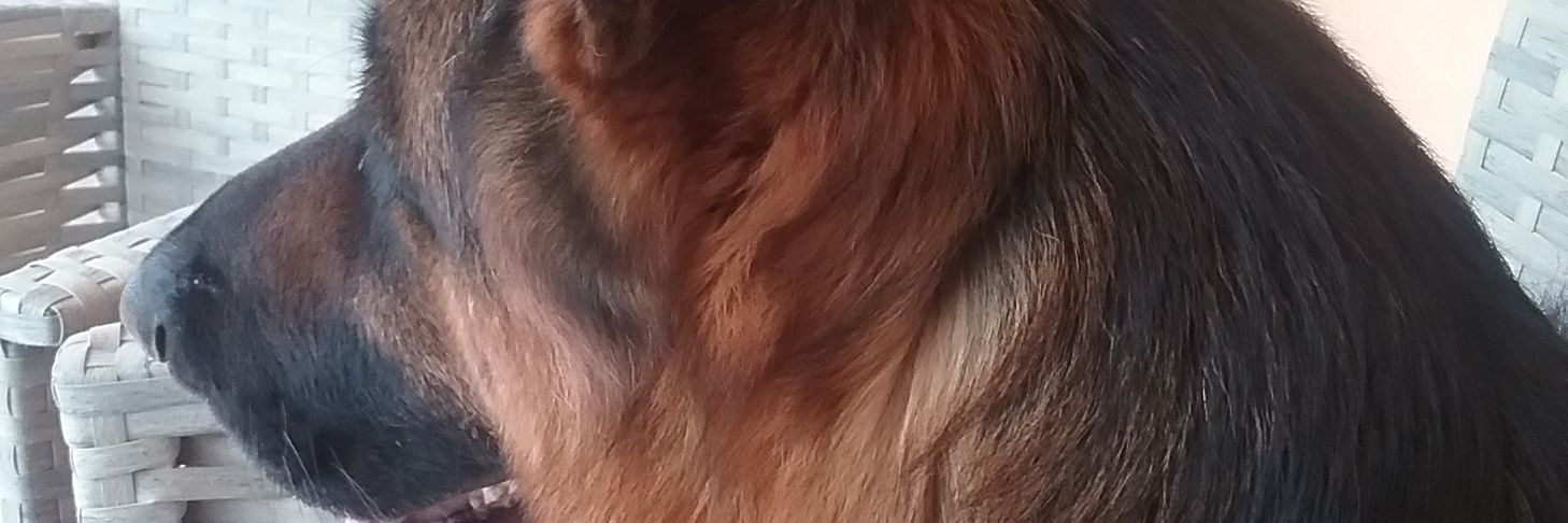 CattinRoby's profile banner image