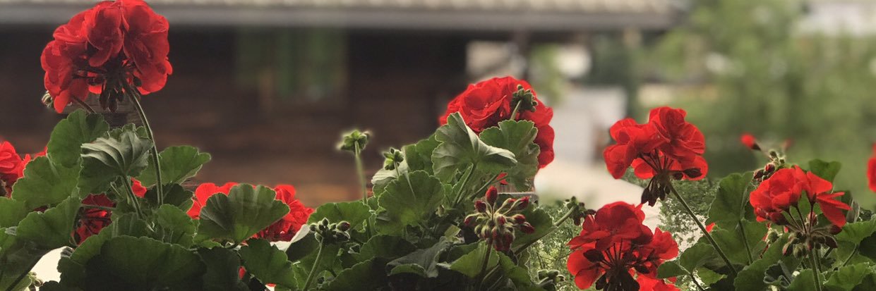 SarahGozai's profile banner image