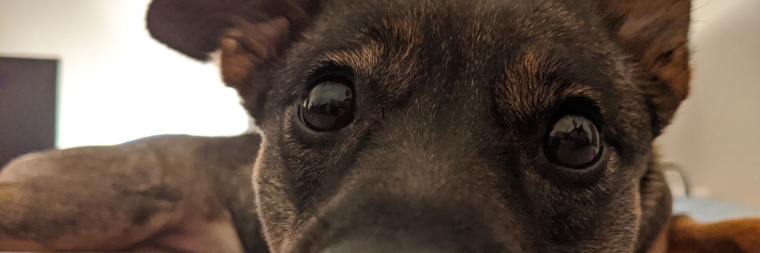 imabitspunky's profile banner image