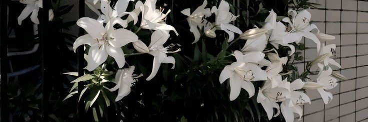 liliana 𓍯 banner